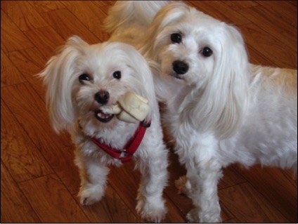 Cute Doggies Want You to Buy Something